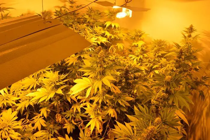 Uno de los cultivos en una fase avanzada de floraci&oacute;n