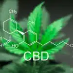 CBD y Efecto Entourage CBD y Efecto Entourage