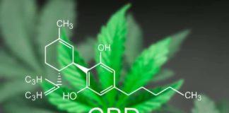 A juicio un argentino con epilepsia por cultivar cannabis medicinal para consumo propio