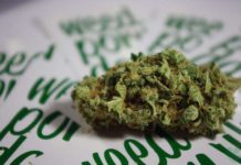 Cannabis en España: del miedo al debate maduro sobre su legalización Cannabis en España: del miedo al debate maduro sobre su legalización