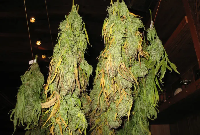 El proceso de secado influye en la expresi&oacute;n de cannabinoides