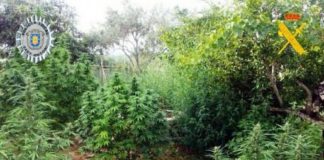 Los cultivos ilegales de marihuana desatan incidentes en Euskadi