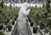 Clever Leaves ya llega con sus productos de cannabis a 14 países en cinco continentes Clever Leaves ya llega con sus productos de cannabis a 14 países en cinco continentes