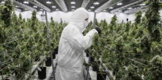 Tilray destrona a Canopy y se convierte en la firma de cannabis más valiosa
