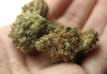 El Cannabis como el mejor aliado para el malestar menstrual Cómo el cannabis te puede ayudar a sobrellevar el síndrome premenstrual