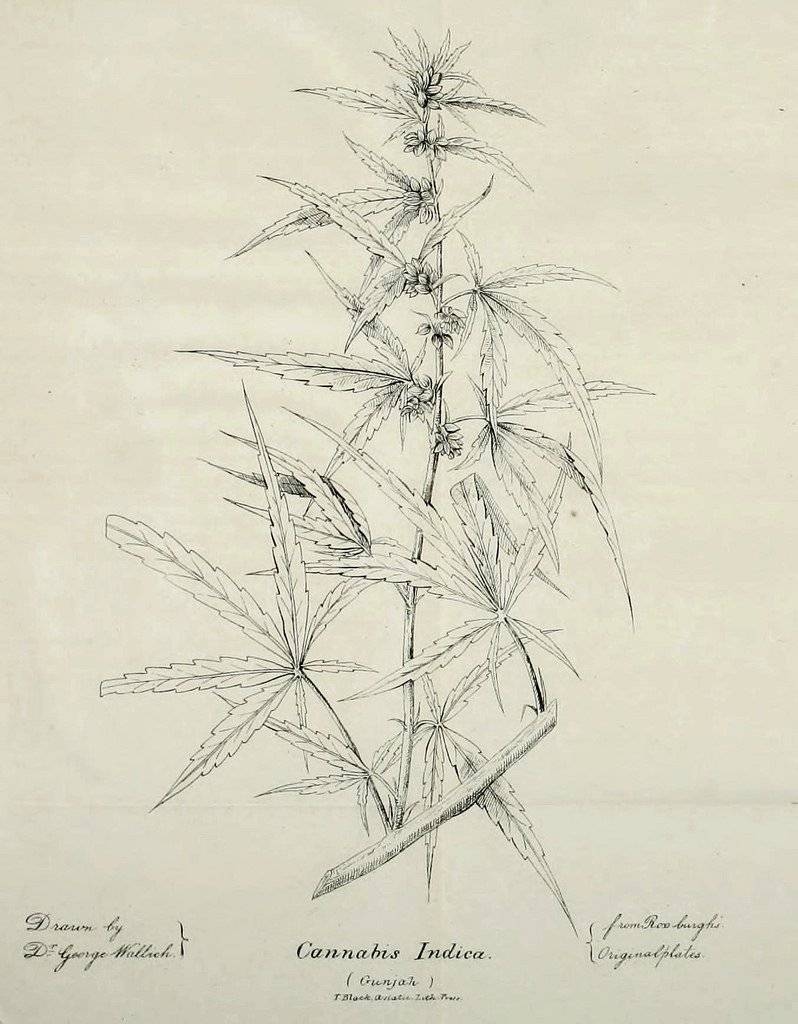 Ilustración de una planta de Cannabis Indica que aparece en el artículo de O"Shaughnessy en la revista Journal of the Asiatic Society of Bengal de 1839. (Dominio público). / BBC 