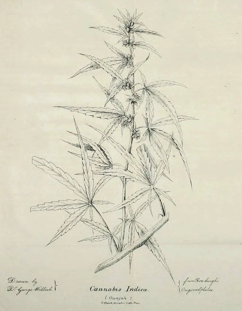 Ilustraci&oacute;n de una planta de Cannabis Indica que aparece en el art&iacute;culo de O"Shaughnessy en la revista Journal of the Asiatic Society of Bengal de 1839. (Dominio p&uacute;blico). / BBC 