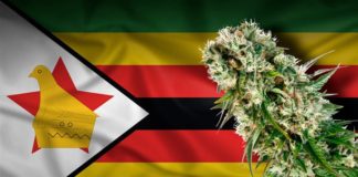 Zimbabue: El gobierno emite licencias para cultivar cannabis con fines medicinales