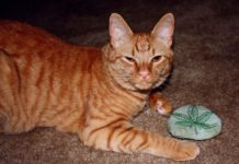 Salvaron la vida de un gato que estaba agonizando implementando aceite de cannabis en su tratamiento Cómo el cannabis también puede ser bueno para tu mascota