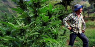 La marihuana medicinal abriría oportunidad de «bonanza» en Colombia