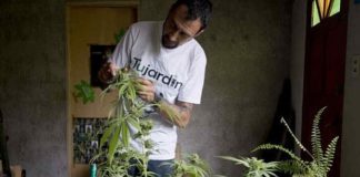 Uruguay: Cultivadores domésticos tienen que renovar licencia antes del 18 de junio