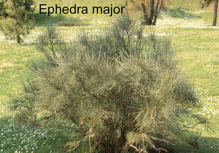 Ephedra major