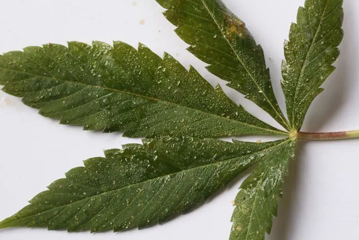 Estos son los síntomas de una planta afectada por una seria población de mosca blanca. La melaza excretada por estos homópteros recubre la hoja, impidiendo su buen funcionamiento. Esto es lo que pasa si dejas que la mosca blanca se desarrolle durante la fase de crecimiento y explosione en la floración.
