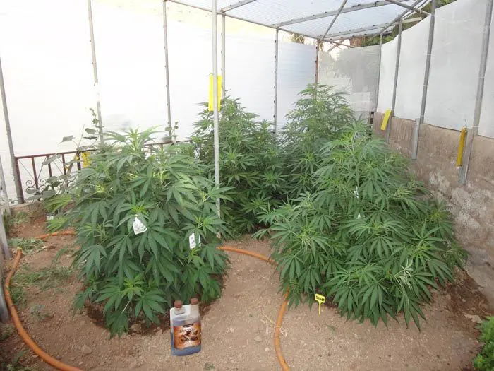 Este invernadero pensado para la ocultaci&oacute;n de las plantas ofrece muy buenas condiciones ambientales. Las aberturas en los laterales permiten el movimiento del aire cliente y de la humedad. BIOCANNA es el complemento elegido por este multipremiado cannabiscultor para su cultivo en suelo directo.