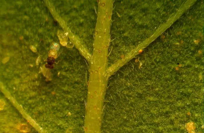 En la foto, una hembra de Encarsia formosa realizando el &ldquo;hostfeeding&rdquo;