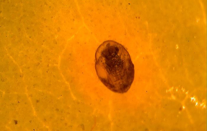 Pupa de Bemisia tabaci parasitada por Encarsia formosa. Las avispas resultantes ser&aacute;n m&aacute;s peque&ntilde;as y pondr&aacute;n menos huevos que las desarrolladas sobre la especie Trialeurodes vaporariorum.