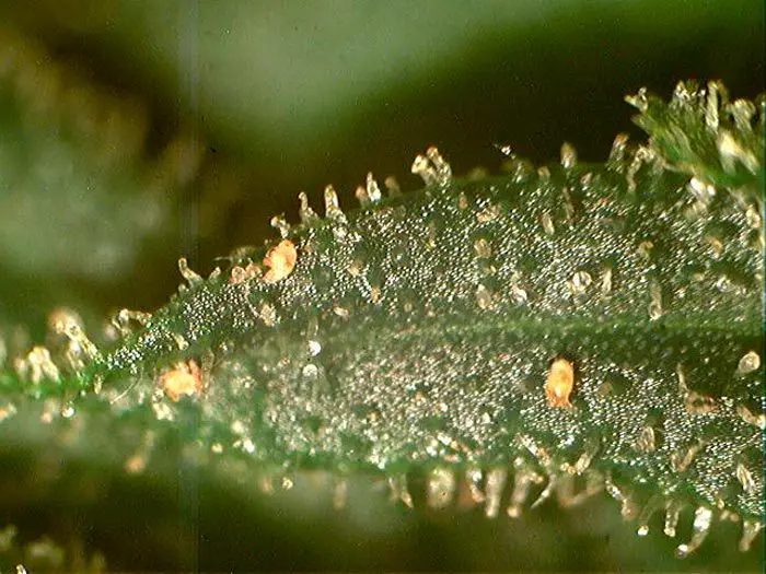 Los tricomas glandulares son &ldquo;enemigos naturales&rdquo; de los &aacute;caros depredadores de moscas blancas Amblyseius swirskii. Por este motivo durante la fase de floraci&oacute;n, si es necesario, mejor recurrir a las endoparasitoides como la Encarsia formosa.