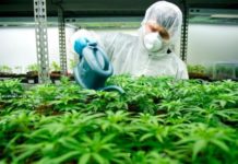 Canadá liderará el taller internacional de la ISO sobre la producción segura de cannabis Canadá liderará el taller internacional de la ISO sobre la producción segura de cannabis
