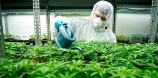 El Parlamento Europeo reclama el uso medicinal del cannabis