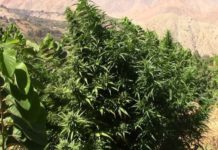 ¿Está permitido cultivar marihuana?: la regulación del cannabis en España plantacion exterior
