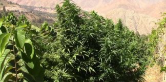plantacion exterior
