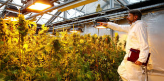 Aurora Cannabis y MedReleaf se unen para crear un gigante mundial de la marihuana