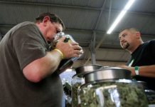 Estad&iacute;sticas Canad&aacute; estim&oacute; recientemente que los canadienses consumieron casi $ 6 mil millones en cannabis el a&ntilde;o pasado, una cifra que probablemente aumentar&aacute; una vez que sea legal para uso recreativo. (Reuters)