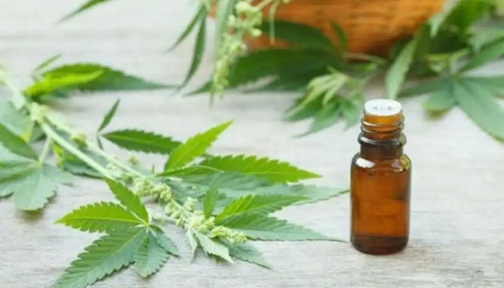 Marihuana medicinal, Aceite de cannabis, Ministerio de Salud, Minsa, Marihuana medicinal, Aceite de cannabis, Ministerio de Salud, Minsa,