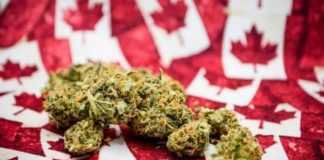 El gobierno de Canadá defiende el cultivo de cannabis en casa