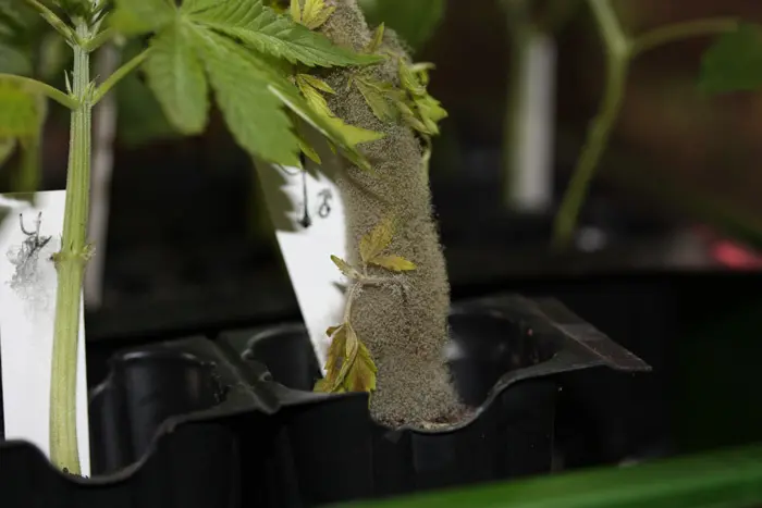 SUPER esporulaci&oacute;n del hongo Botrytis cinerea.