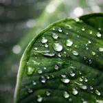 La hoja, el polígono industrial de nuestro cultivo (II) La hoja, el polígono industrial de nuestro cultivo (II)