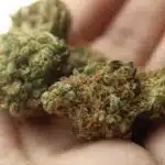 mezclar variedades de cannabis