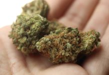 Cerca del 60% de las licencias para cultivar cannabis medicinal en España está en manos de capital extranjero mezclar variedades de cannabis