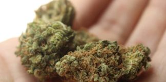 mezclar variedades de cannabis