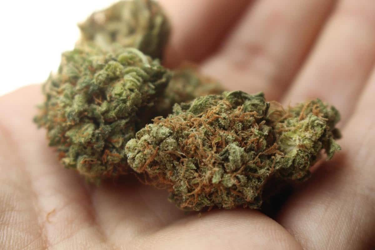 mezclar variedades de cannabis