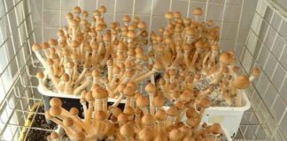 Numinus se convierte en la primera empresa canadiense de psicodélicos en cosechar legalmente hongos mágicos