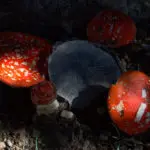 Calendario del recolector de plantas mágicas (II) Amanita muscaria. Photo by Raúl del Pino