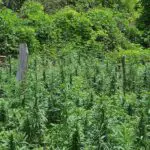 Microclimas en España: retos y ventajas para el cultivo ¿Es el autocultivo de marihuana un delito contra la salud pública?