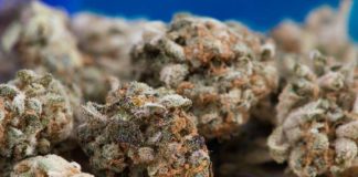 Productores colombianos de cannabis medicinal piden permiso para exportar flor seca