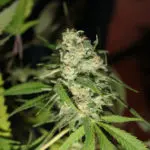 Cómo cultivar Skunk Detalle de cogollo skunk sativo