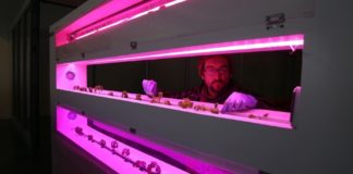 La fiebre del oro verde: el auge de la marihuana en Canadá