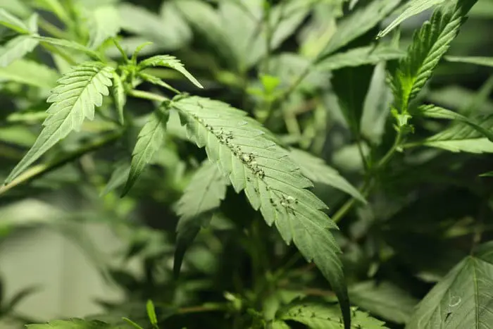 En interior se ha observado que los adultos alados son atra&iacute;dos por las bombillas. Estos vuelan hacia ellas y quedan fulminados. En la foto, cad&aacute;veres de Rhopalosiphum padi en su fase alada sobre una hoja.