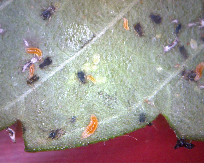 Larvas de distintos estadios de las especie Aphidoletes aphidimyza.
