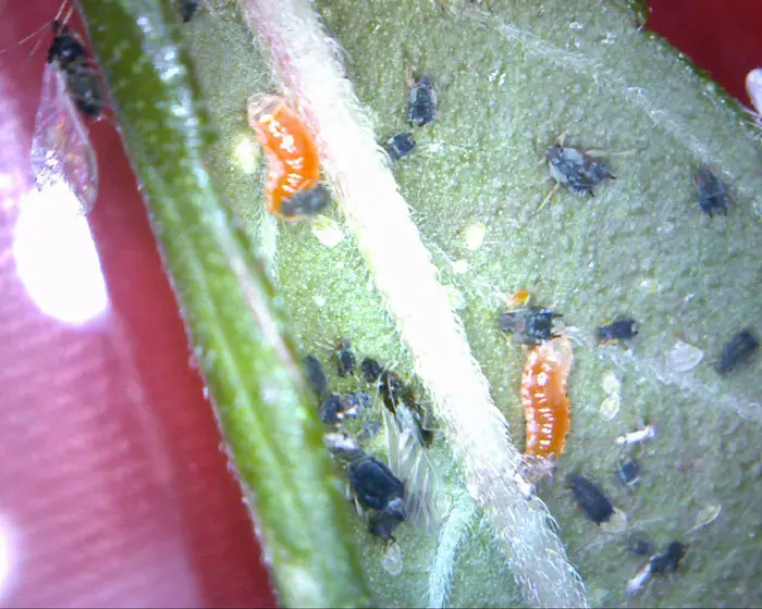 Larvas de Aphidoletes aphidimyza atacando a diferentes individuos de pulgones.