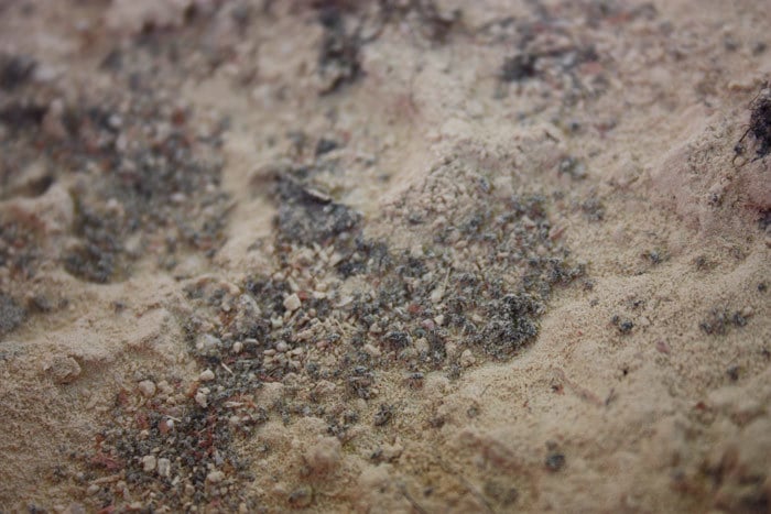 Individuos de Rhopalosiphum padi revolcándose en la superficie recubierta con Mineral Magic y harina de neem.