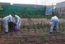 La Guardia Civil interviene 21000 plantas de cannabis sativa durante el mes de junio en Granada La Guardia Civil interviene 21000 plantas de cannabis sativa durante el mes de junio en Granada