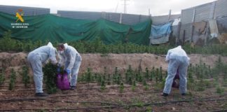La Guardia Civil interviene 21000 plantas de cannabis sativa durante el mes de junio en Granada