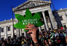 10 números que explican los primeros diez años de legalización de la marihuana en Uruguay Legalización Uruguay