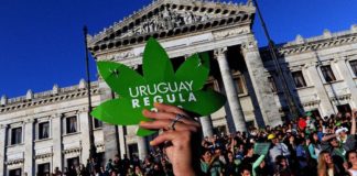 10 números que explican los primeros diez años de legalización de la marihuana en Uruguay Legalización Uruguay