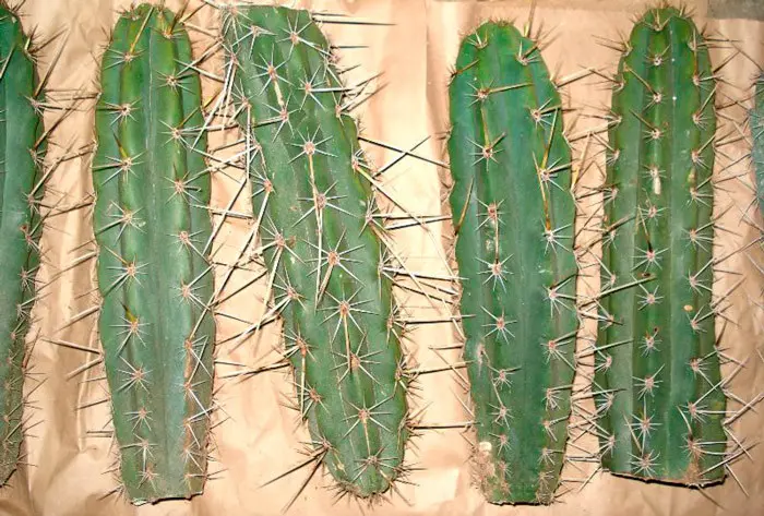 Cortes de peruvianus